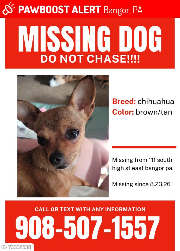 Lost Female Dog last seen On the train tracks near the storage units on 512 in bangor pa, Bangor, PA 18013