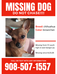 Lost Female Dog last seen On the train tracks near the storage units on 512 in bangor pa, Bangor, PA 18013