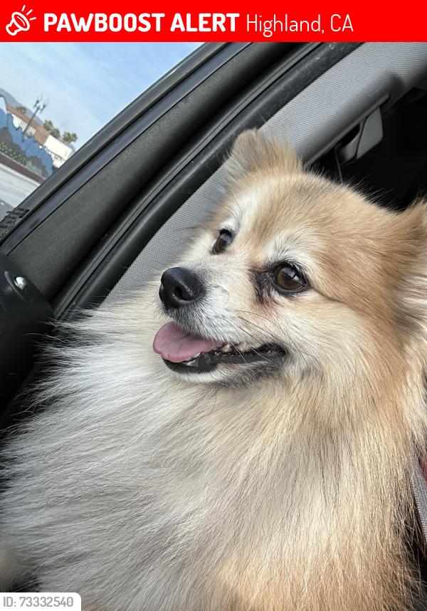 Lost Male Dog last seen La Praix st, Highland, CA 92346