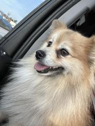 Lost Male Dog last seen La Praix st, Highland, CA 92346