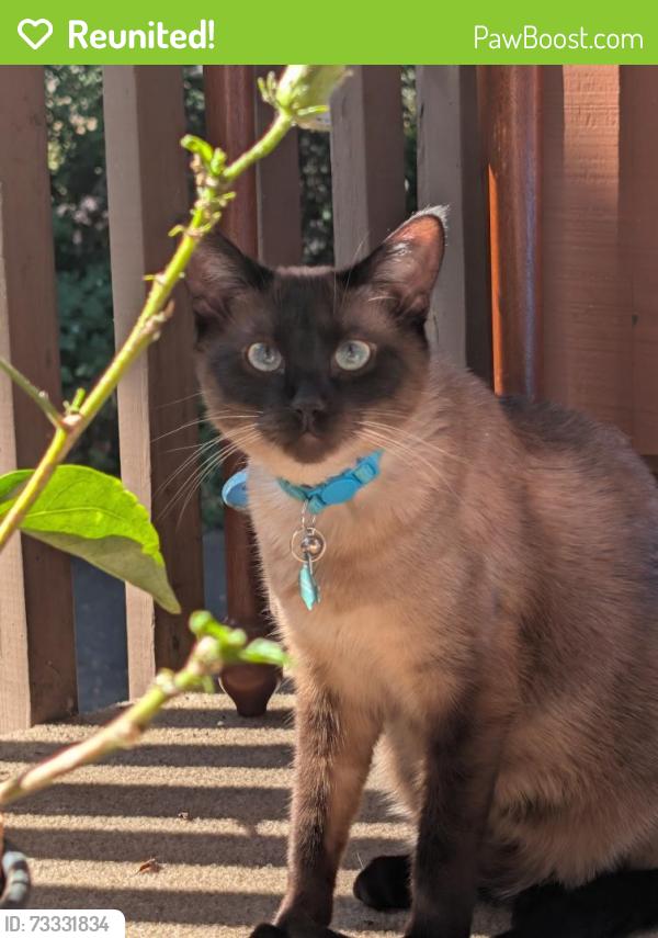 Reunited Female Cat last seen Near NW Cornell Rd, Portland, OR 97229, USA, Portland, OR 97229