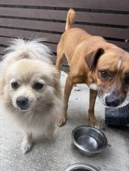 Found/Stray Male Dog last seen San Pablo Avenue, Oakland, CA 94608