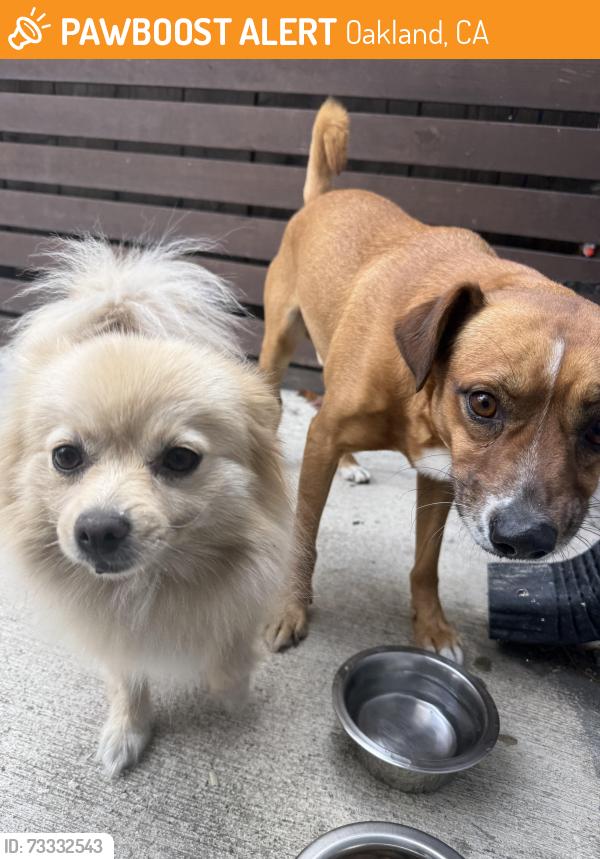Found/Stray Male Dog last seen San Pablo Avenue, Oakland, CA 94608