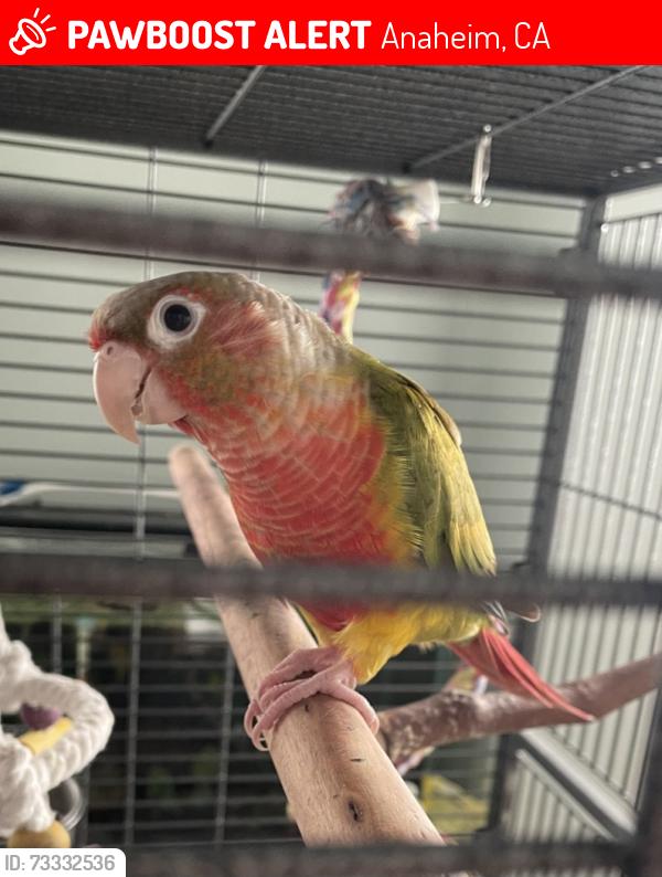 Lost Female Bird last seen Euclid and Katella, Anaheim, CA 92804