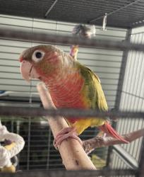 Lost Female Bird last seen Euclid and Katella, Anaheim, CA 92804