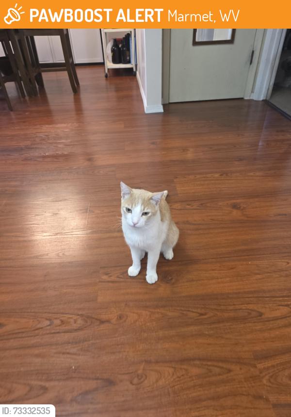 Found/Stray Unknown Cat last seen 86th St and Benivedes, Albuquerque, NM 87121