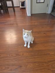 Found/Stray Unknown Cat last seen 86th St and Benivedes, Albuquerque, NM 87121