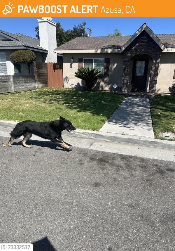 Found/Stray Unknown Dog last seen Vernon, Azusa, CA 91702