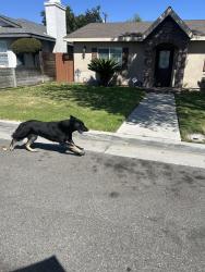 Found/Stray Unknown Dog last seen Vernon, Azusa, CA 91702