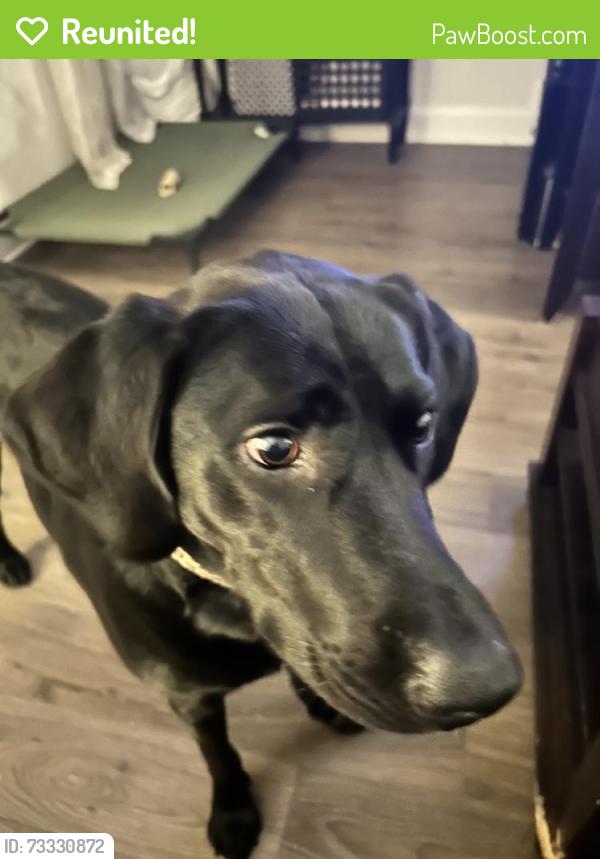 Reunited Female Dog last seen Near Antler Dr, Hampstead, NC 28443, USA, Hampstead, NC 28443