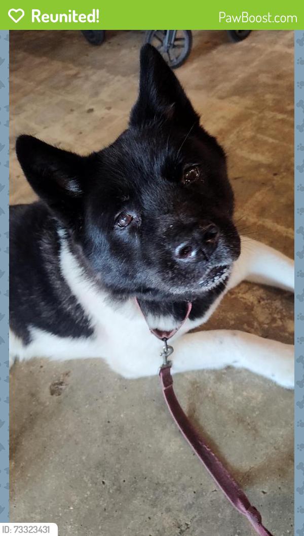 Reunited Male Dog last seen Northeast 82nd Terrace and Northeast 3rd avenue, Miami, FL 33138