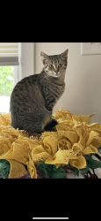 Lost Female Cat last seen Baylor street, Durham, NC 27703