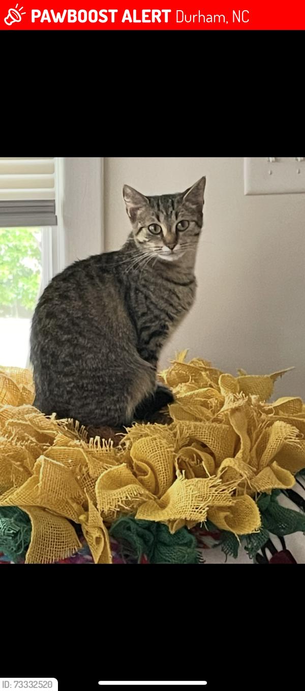 Lost Female Cat last seen Baylor street, Durham, NC 27703