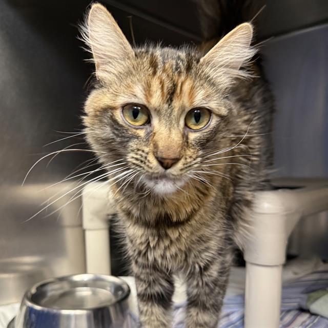 Shelter Stray Female Cat last seen , 655 N Mojave Rd, Las Vegas, NV 89101, USA