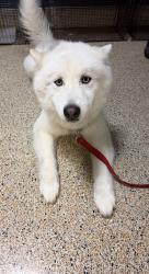 Shelter Stray Male Dog last seen Near BLOCK NW 17 AVE, 3599 NW 79th Ave, Doral, FL 33122, USA