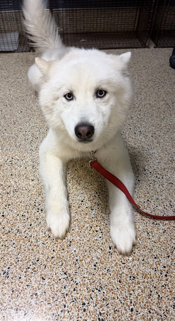 Shelter Stray Male Dog last seen Near BLOCK NW 17 AVE, 3599 NW 79th Ave, Doral, FL 33122, USA