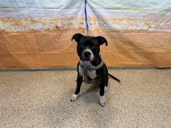 Shelter Stray Male Dog last seen Near BLOCK NW 48 ST, 3599 NW 79th Ave, Doral, FL 33122, USA