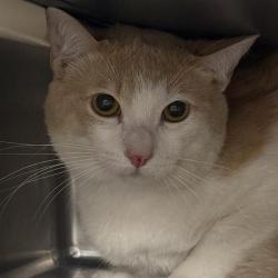Shelter Stray Male Cat last seen DROPPED AT SHELTER, 655 N Mojave Rd, Las Vegas, NV 89101, USA