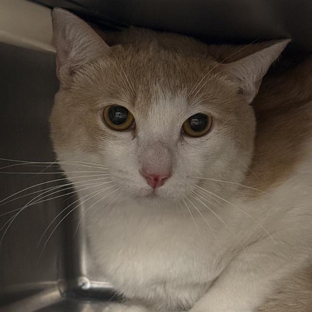 Shelter Stray Male Cat last seen DROPPED AT SHELTER, 655 N Mojave Rd, Las Vegas, NV 89101, USA
