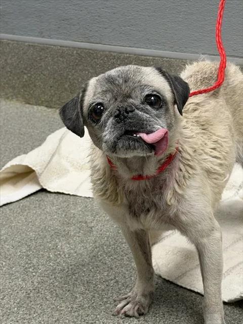 Shelter Stray Female Dog last seen N LAMB BLVD & E BONANZA RD, 655 N Mojave Rd, Las Vegas, NV 89101, USA