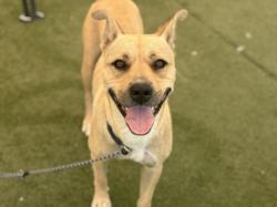 Shelter Stray Female Dog last seen , 11361 W Pico Blvd, Los Angeles, CA 90064, USA