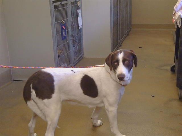 Shelter Stray Female Dog last seen JACKSON RD/S WATT AVE, 95826, 3839 Bradshaw Rd, Sacramento, CA 95827, USA
