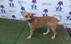 Shelter Stray Male Dog last seen , 2769 Conroy Rd, Orlando, FL 32839, USA