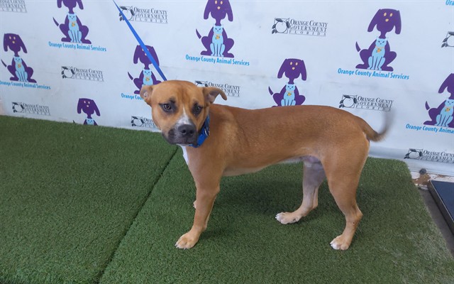 Shelter Stray Male Dog last seen , 2769 Conroy Rd, Orlando, FL 32839, USA