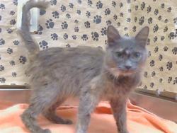 Shelter Stray Female Cat last seen WOODGLEN DR/ISLES CT, 95628, 3839 Bradshaw Rd, Sacramento, CA 95827, USA