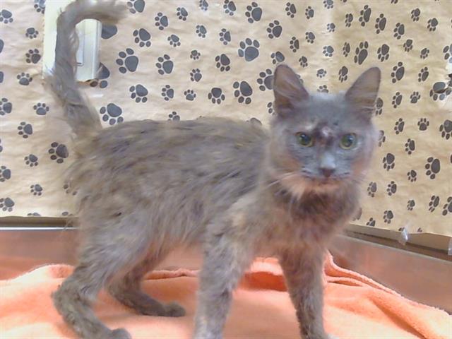 Shelter Stray Female Cat last seen WOODGLEN DR/ISLES CT, 95628, 3839 Bradshaw Rd, Sacramento, CA 95827, USA