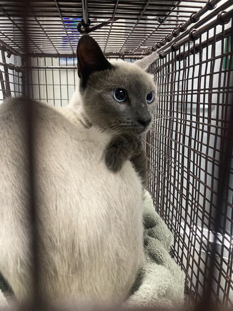 Shelter Stray Male Cat last seen Near BLK PINE AVE, LONG BEACH, CA 90806, 7700 E Spring St, Long Beach, CA 90815, USA