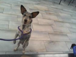Shelter Stray Male Dog last seen CHARLOTTE, 8315 Byrum Dr, Charlotte, NC 28217, USA
