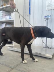Shelter Stray Male Dog last seen Near BLOCK SAN DIEGO ST, SHAFTER CA 93263, 3951 Fruitvale Ave, Bakersfield, CA 93308, USA