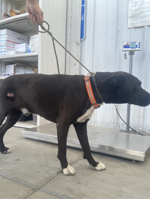 Shelter Stray Male Dog last seen Near BLOCK SAN DIEGO ST, SHAFTER CA 93263, 3951 Fruitvale Ave, Bakersfield, CA 93308, USA