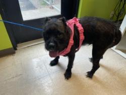 Shelter Stray Female Dog last seen Near BLOCK E NOVAK LN, KENT WA 98032, 21615 64th Ave S, Kent, WA 98032, USA