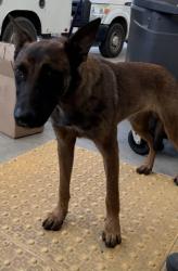 Shelter Stray Male Dog last seen Near BLOCK S UNION AVE, BAKERSFIELD CA 93307, 3951 Fruitvale Ave, Bakersfield, CA 93308, USA
