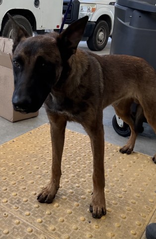Shelter Stray Male Dog last seen Near BLOCK S UNION AVE, BAKERSFIELD CA 93307, 3951 Fruitvale Ave, Bakersfield, CA 93308, USA