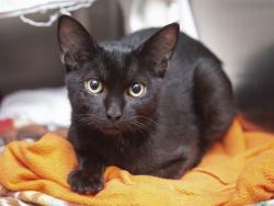 Shelter Stray Male Cat last seen Near BLOCK W MOONLIGHT PATH, 5501 E Van Buren St, Phoenix, AZ 85008, USA