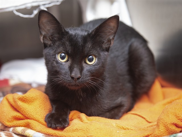 Shelter Stray Male Cat last seen Near BLOCK W MOONLIGHT PATH, 5501 E Van Buren St, Phoenix, AZ 85008, USA