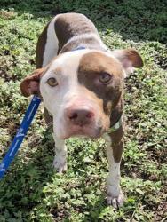 Shelter Stray Male Dog last seen Near BLOCK CAROLINA AV, FORT LAUDERDALE FL 33312, 2400 SW 42nd St, Fort Lauderdale, FL 33312, USA
