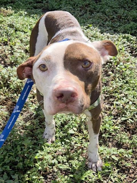 Shelter Stray Male Dog last seen Near BLOCK CAROLINA AV, FORT LAUDERDALE FL 33312, 2400 SW 42nd St, Fort Lauderdale, FL 33312, USA