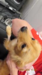 Shelter Stray Male Dog last seen 29TH ST AND VAN BUREN, 5501 E Van Buren St, Phoenix, AZ 85008, USA