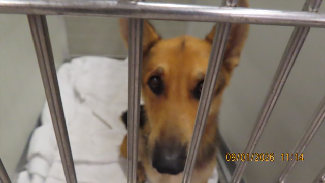 Shelter Stray Male Dog last seen 28TH ST MONTE VISTA, 5501 E Van Buren St, Phoenix, AZ 85008, USA