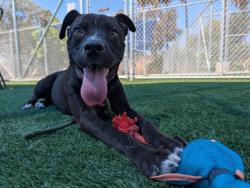 Shelter Stray Male Dog last seen , 3201 Lacy St, Los Angeles, CA 90031, USA