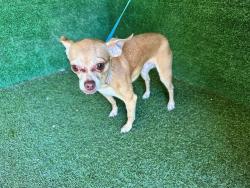 Shelter Stray Male Dog last seen , 5210 W Ave I, Lancaster, CA 93536, USA