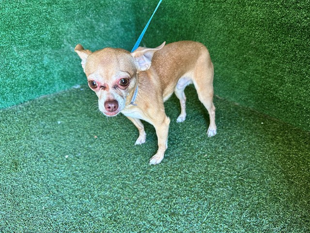 Shelter Stray Male Dog last seen , 5210 W Ave I, Lancaster, CA 93536, USA