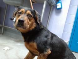 Shelter Stray Male Dog last seen LOMAS/BROADWAY, 11800 Sunset Gardens Rd SW, Albuquerque, NM 87121, USA