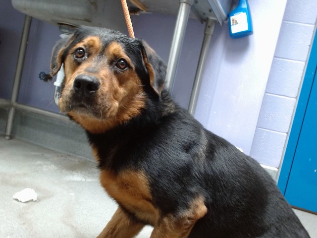 Shelter Stray Male Dog last seen LOMAS/BROADWAY, 11800 Sunset Gardens Rd SW, Albuquerque, NM 87121, USA