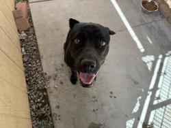 Shelter Stray Female Dog last seen GOETZ/ MALBERT, 227 N D St, Perris, CA 92570, USA