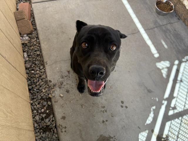 Shelter Stray Female Dog last seen GOETZ/ MALBERT, 227 N D St, Perris, CA 92570, USA
